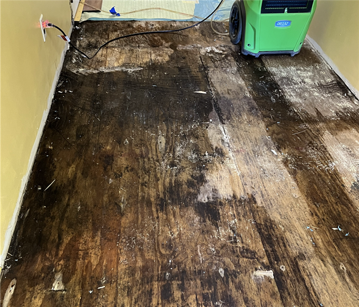 mold on floor